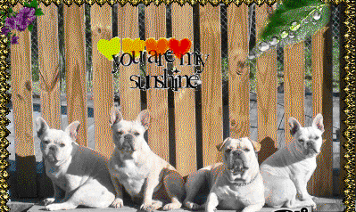 frenchiesonsteps1950178.gif